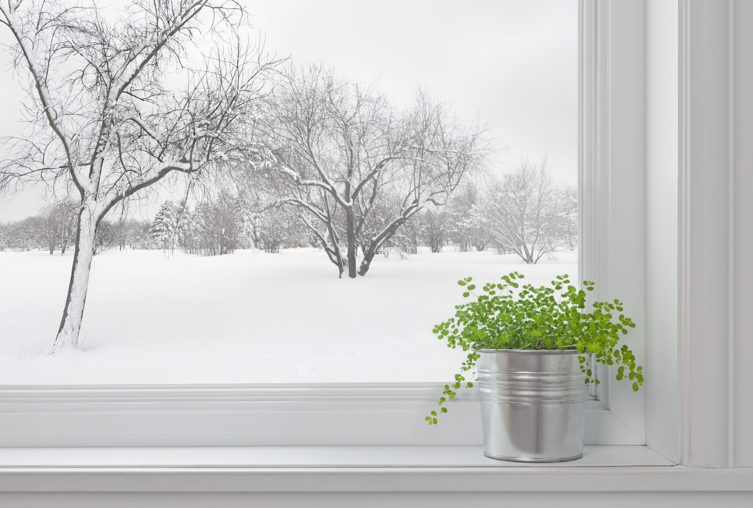 How to transport houseplants in cold weather
